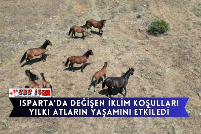 Isparta'da Değişen İklim Koşulları Yılkı Atların Yaşamını Etkiledi