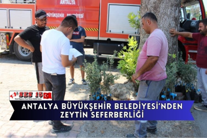 Antalya Büyükşehir Belediyesi’nden Zeytin Seferberliği