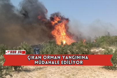 Çıkan Orman Yangınına Müdahale Ediliyor