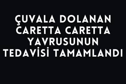Çuvala Dolanan Caretta Caretta Yavrusunun Tedavisi Tamamlandı
