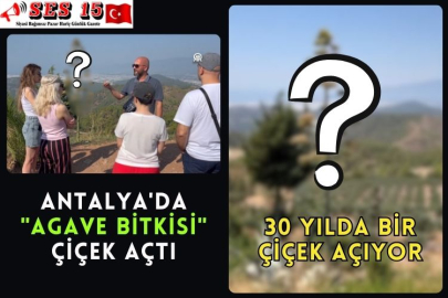 Antalya'da 30 Yıl Önce Süs İçin Dikilen "Agave Bitkisi" Çiçek Açtı