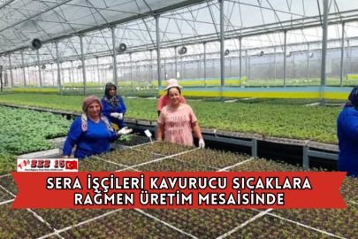 Sera İşçileri Kavurucu Sıcaklara Rağmen Üretim Mesaisinde