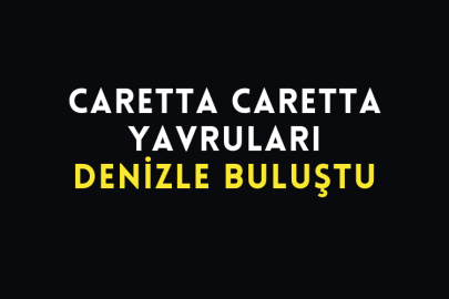 Caretta Caretta Yavruları Denizle Buluştu