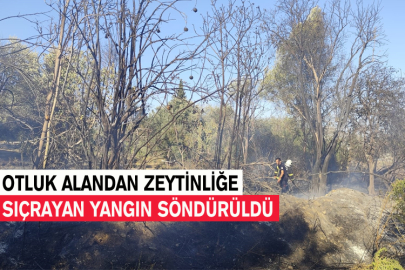 Otluk Alandan Zeytinliğe Sıçrayan Yangın Söndürüldü