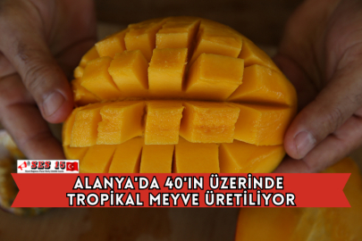 Alanya'da 40'ın Üzerinde Tropikal Meyve Üretiliyor