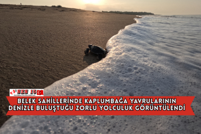 Belek Sahillerinde Kaplumbağa Yavrularının Denizle Buluştuğu Zorlu Yolculuk Görüntülendi