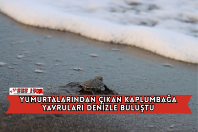 Yumurtalarından Çıkan Kaplumbağa Yavruları Denizle Buluştu
