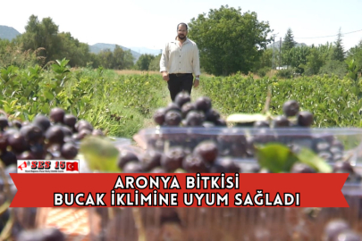 Aronya Bitkisi Bucak İklimine Uyum Sağladı