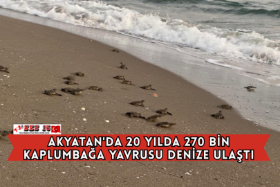 Akyatan'da 20 Yılda 270 Bin Kaplumbağa Yavrusu Denize Ulaştı