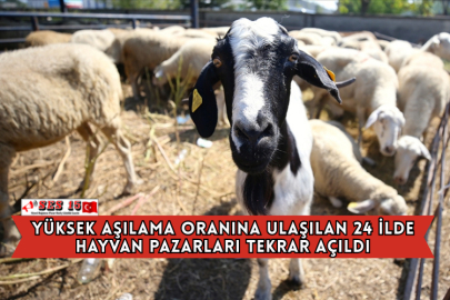 Yüksek Aşılama Oranına Ulaşılan 24 İlde Hayvan Pazarları Tekrar Açıldı