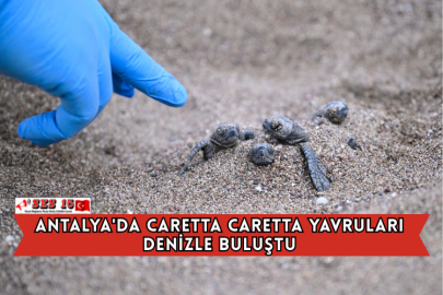 Antalya'da Caretta Caretta Yavruları Denizle Buluştu