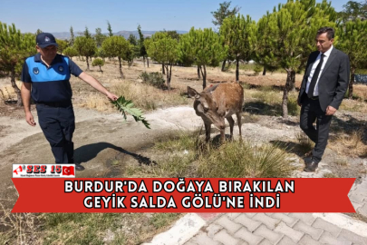 Burdur'da Doğaya Bırakılan Geyik Salda Gölü'ne İndi