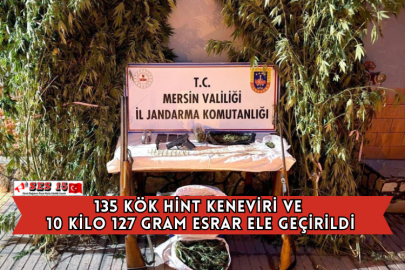 135 Kök Hint Keneviri Ve 10 Kilo 127 Gram Esrar Ele Geçirildi