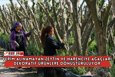 Adana'da Verim Alınamayan Zeytin ve Narenciye Ağaçları Dekoratif Ürünlere Dönüştürülüyor