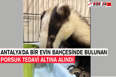 Antalya'da Bir Evin Bahçesinde Bulunan Porsuk Tedavi Altına Alındı