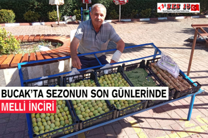 Bucak’ta Sezonun Son Günlerinde Melli İnciri