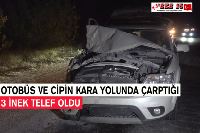Otobüs Ve Cipin Kara Yolunda Çarptığı 3 İnek Telef Oldu