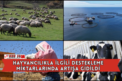 Hayvancılıkla İlgili Destekleme Miktarlarında Artışa Gidildi