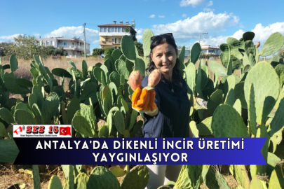 Antalya'da Dikenli İncir Üretimi Yaygınlaşıyor