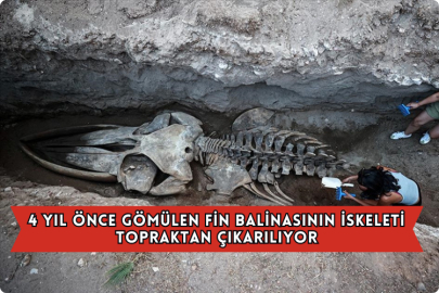 Mersin'de 4 Yıl Önce Gömülen Fin Balinasının İskeleti Topraktan Çıkarılıyor