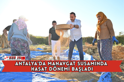 Antalya'da Manavgat Susamında Hasat Dönemi Başladı