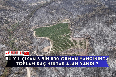 Bu Yıl Çıkan 6 Bin 800 Orman Yangınında Toplam Kaç Hektar Alan Yandı ?