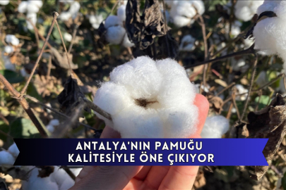 Antalya'nın Pamuğu Kalitesiyle Öne Çıkıyor