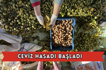 Ceviz Hasadı Başladı