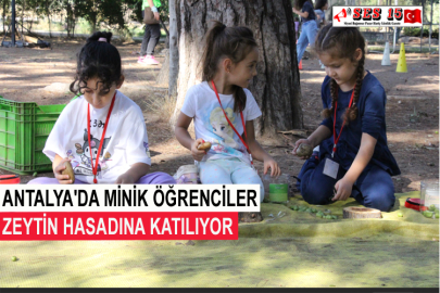 Antalya'da Minik Öğrenciler Zeytin Hasadına Katılıyor