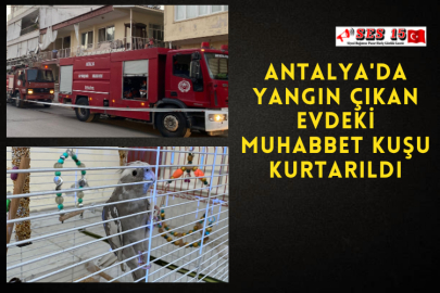 Antalya'da Yangın Çıkan Evdeki Muhabbet Kuşu Kurtarıldı