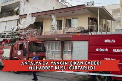 Antalya'da Yangın Çıkan Evdeki Muhabbet Kuşu Kurtarıldı