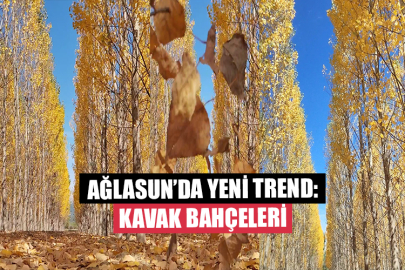 Ağlasun’da Yeni Trend: Kavak Bahçeleri
