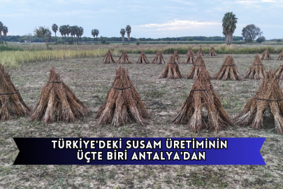 Türkiye'deki Susam Üretiminin Üçte Biri Antalya'dan