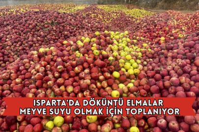 Isparta'da Döküntü Elmalar Meyve Suyu Olmak İçin Toplanıyor