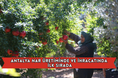 Antalya Nar Üretiminde Ve İhracatında İlk Sırada