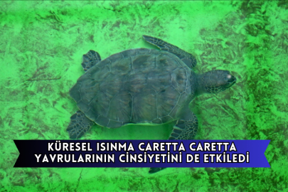 Küresel Isınma Caretta Caretta Yavrularının Cinsiyetini De Etkiledi