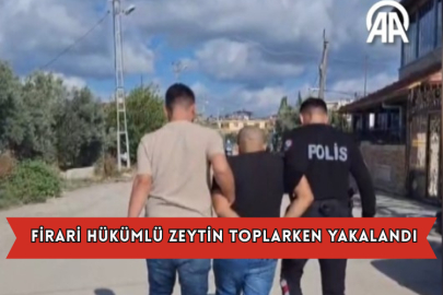 Firari Hükümlü Zeytin Toplarken Yakalandı