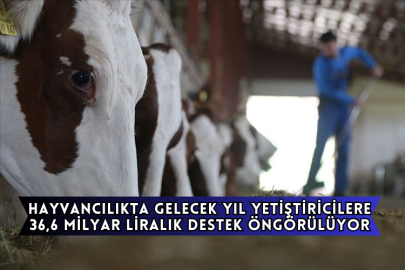 Hayvancılıkta Gelecek Yıl Yetiştiricilere 36,6 Milyar Liralık Destek Öngörülüyor