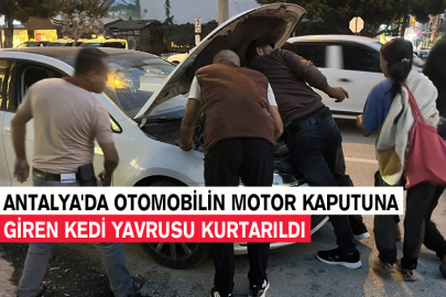 Antalya'da Otomobilin Motor Kaputuna Giren Kedi Yavrusu Kurtarıldı