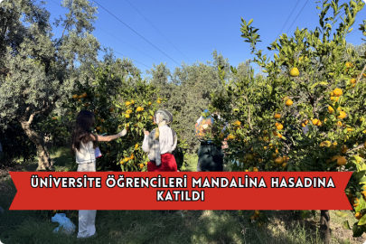  Üniversite Öğrencileri Mandalina Hasadına Katıldı