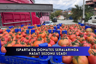 Isparta'nın Deregümü Köyündeki Domates Seralarında Hasat Sezonu Uzadı