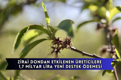 Zirai Dondan Etkilenen Üreticilere 1,7 Milyar Lira Yeni Destek Ödemesi