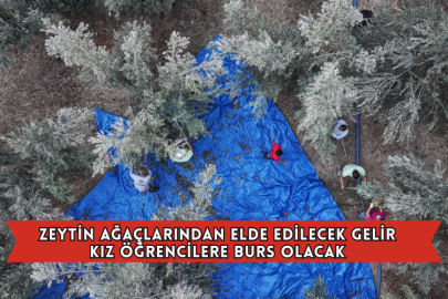 Zeytin Ağaçlarından Elde Edilecek Gelir Kız Öğrencilere Burs Olacak