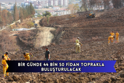 Bir Günde 44 Bin 50 Fidan Toprakla Buluşturulacak