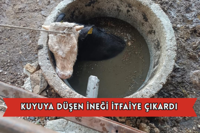  Kuyuya Düşen İneği İtfaiye Çıkardı