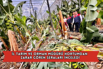 İl Tarım Ve Orman Müdürü Hortumdan Zarar Gören Seraları İnceledi