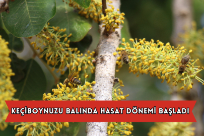 Keçiboynuzu Balında Hasat Dönemi Başladı