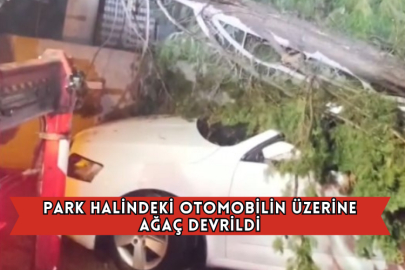 Park Halindeki Otomobilin Üzerine Ağaç Devrildi