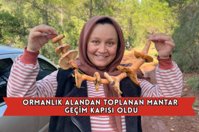 Ormanlık Alandan Toplanan Mantar Geçim Kapısı Oldu