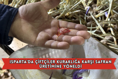 Isparta'da Çiftçiler Kuraklığa Karşı Safran Üretimine Yöneldi
